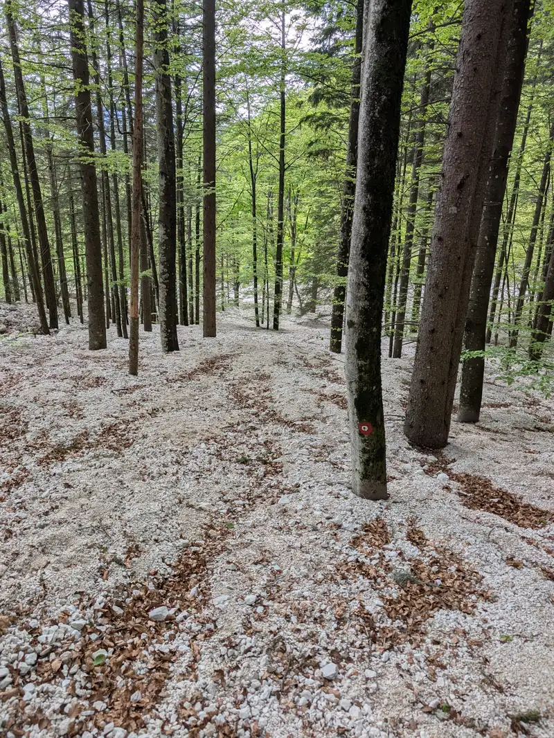 Scree instead of forest soil vegetation. That's the landscape around lower parts and the riverbed.