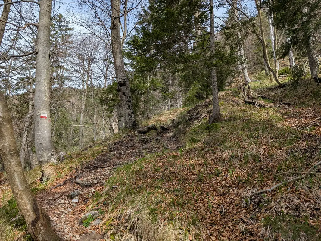 Once in the forest the real thing begins and we will quickly feel the steepness.