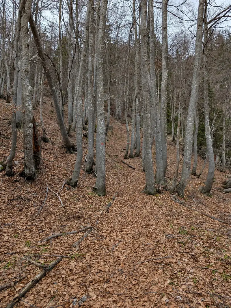 Next we enter the forest again descending a bit. Soon the path will get steeper again requiring occasional usage of hands.