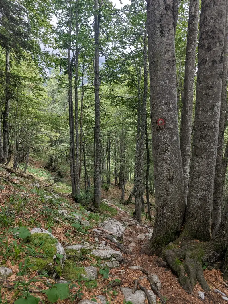 Relaxing and knee lenient path in the forest.